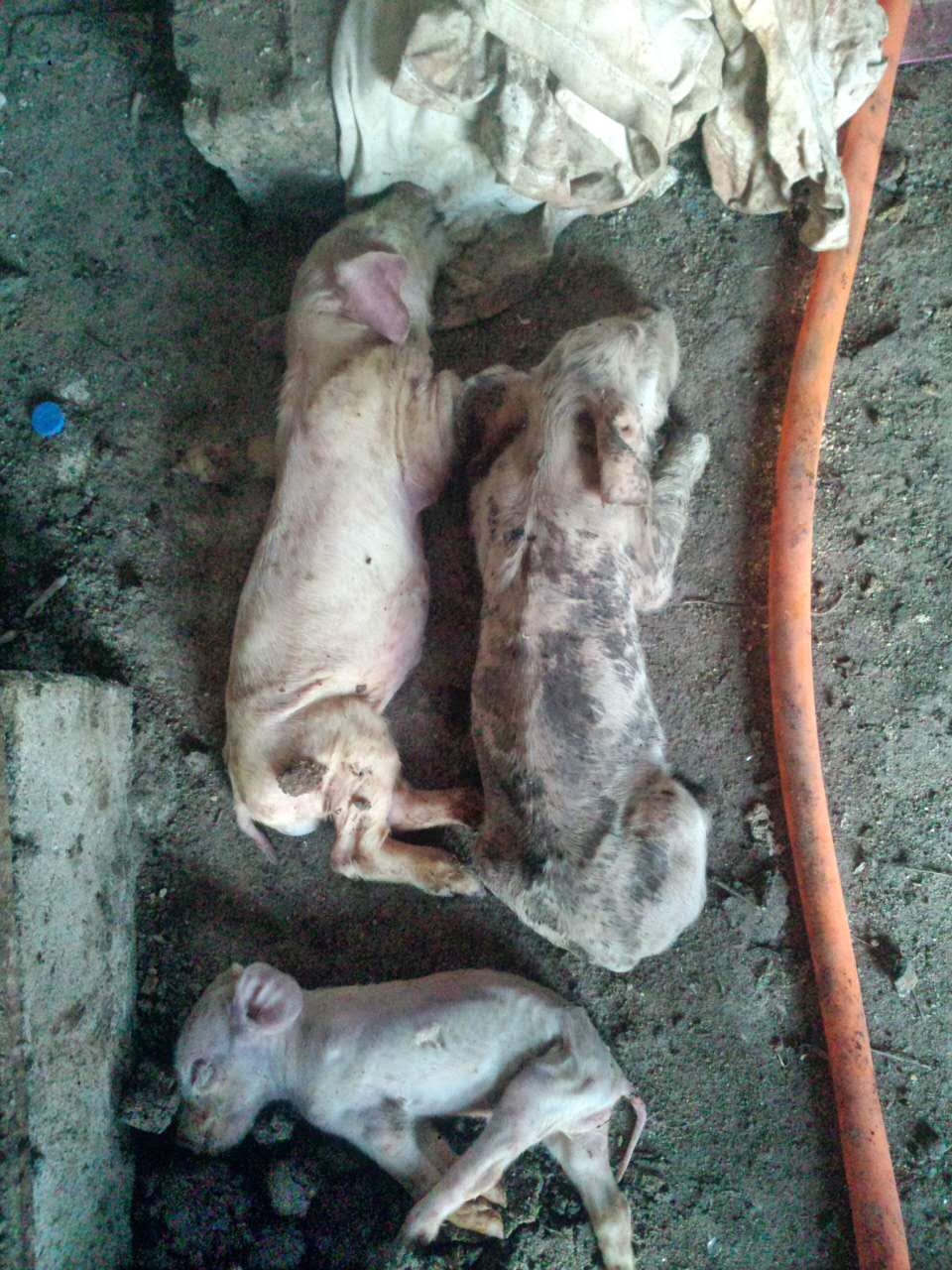 仔猪怎么补硒最快(仔猪补硒中毒怎样治疗)-硒宝网