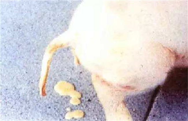 仔猪怎么补硒最快(仔猪补硒中毒怎样治疗)-硒宝网