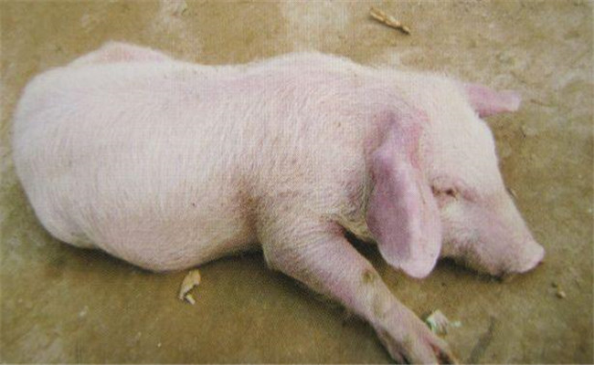 仔猪怎么补硒最快(仔猪补硒中毒怎样治疗)-硒宝网