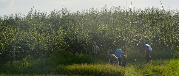 果树补硒产品价钱（水果硒）-硒宝网