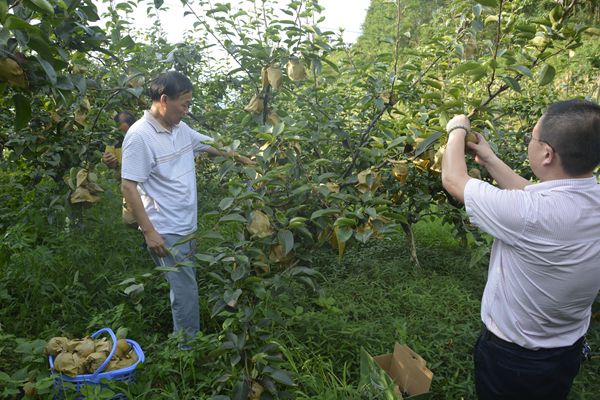 果树补硒产品价钱（水果硒）-硒宝网