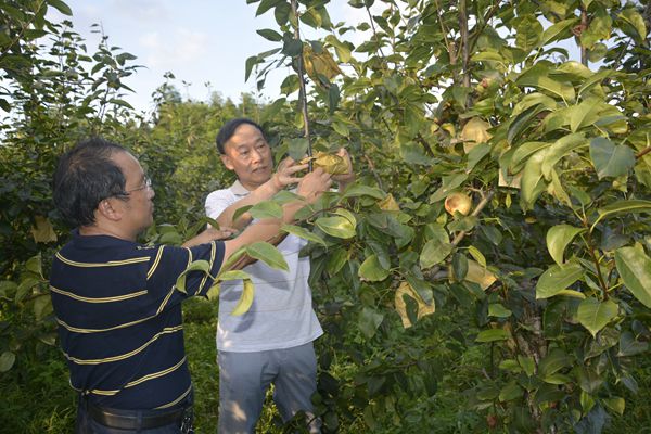 果树补硒产品价钱（水果硒）-硒宝网