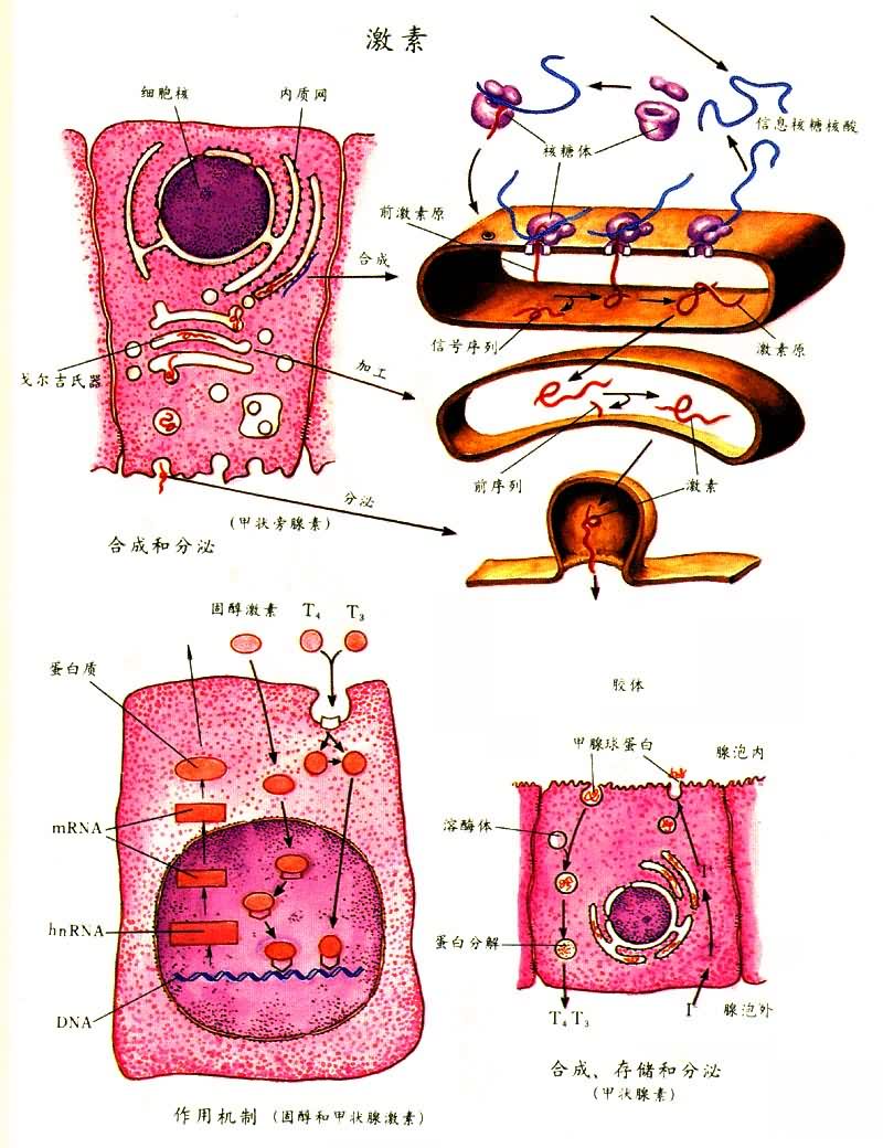肿瘤患者补哪种硒(肿瘤补患者种硒好吗)-硒宝网