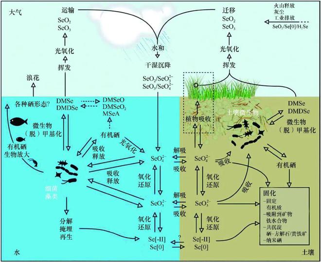 环境补硒最好方法（如何补硒元素）-硒宝网