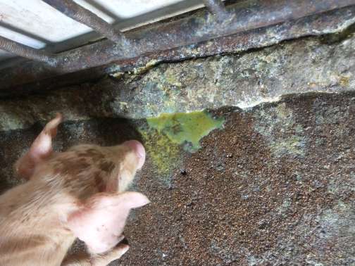 仔猪出生时间补硒(仔猪补硒八天可以吗)-硒宝网