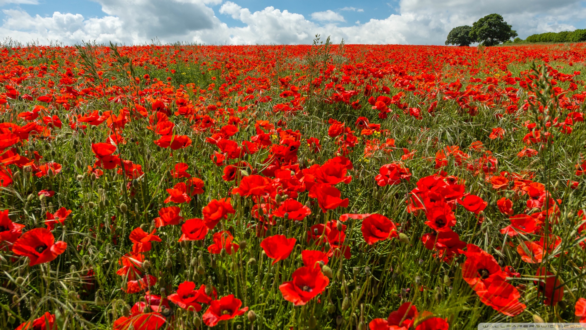 什么体质可以补硒（硒能随便补吗）-硒宝网