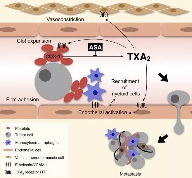 肺癌患者补哪种硒(肺癌病人补硒)-硒宝网