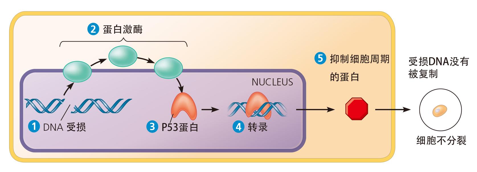 全民补硒防癌抗癌(硒抗癌症)-硒宝网