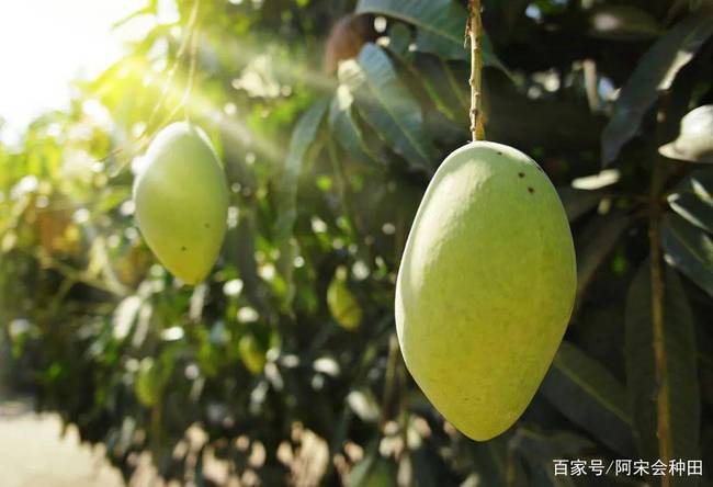 果树补硒产品价钱(富硒肥对果树)-硒宝网