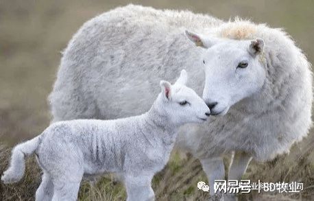 孕期母羊怎么补硒(孕期补母羊硒可以吗)-硒宝网