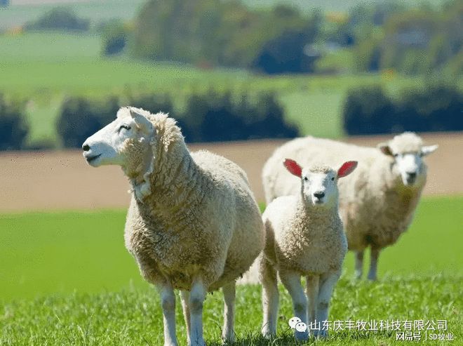 孕期母羊怎么补硒(孕期补母羊硒可以吗)-硒宝网