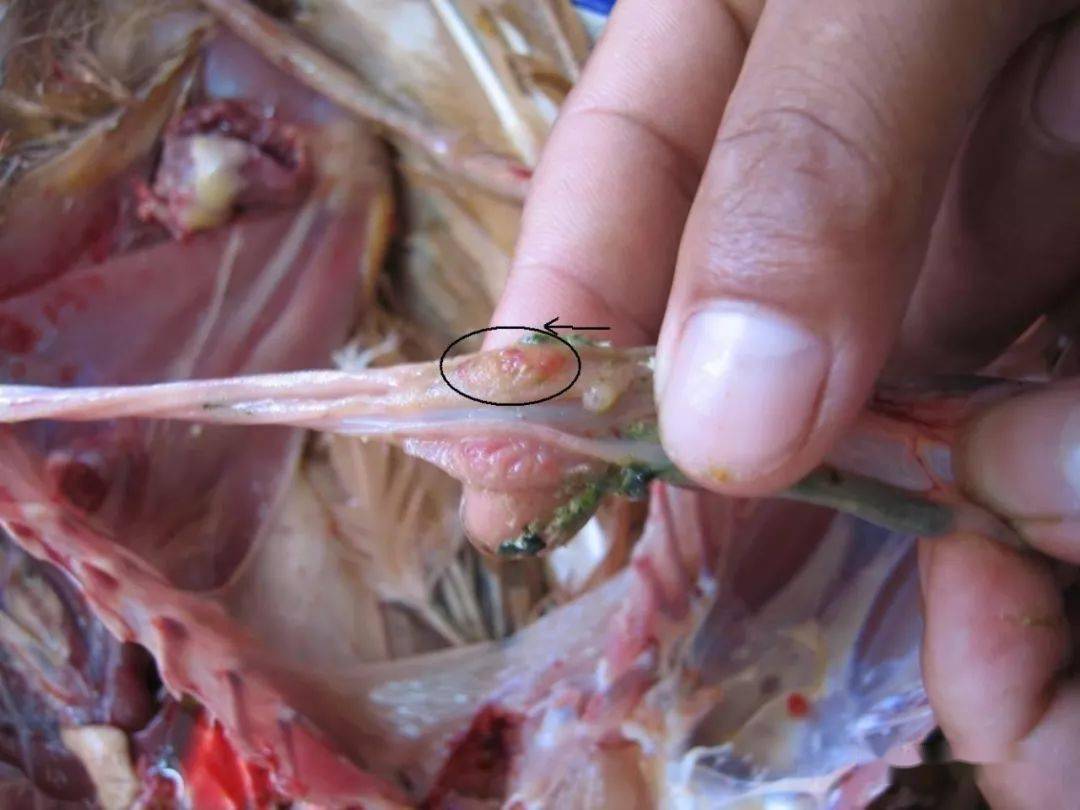 小孩补硒多大剂量（多大孩子可以补硒）-硒宝网