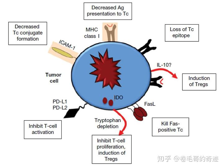 癌症患者可以补硒（得了癌症吃硒还有用吗web）-硒宝网