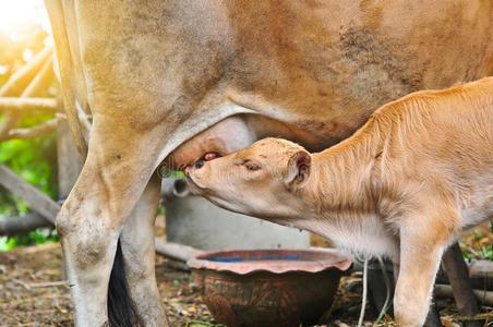 犊牛出生几天补硒(出生三天的牛犊能补铁和补硒)-硒宝网