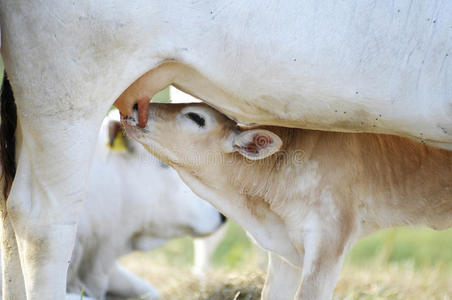 犊牛出生几天补硒(出生三天的牛犊能补铁和补硒)-硒宝网