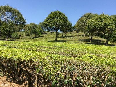 甲亢补硒食物推荐(甲亢吃补硒起什么作用)-硒宝网