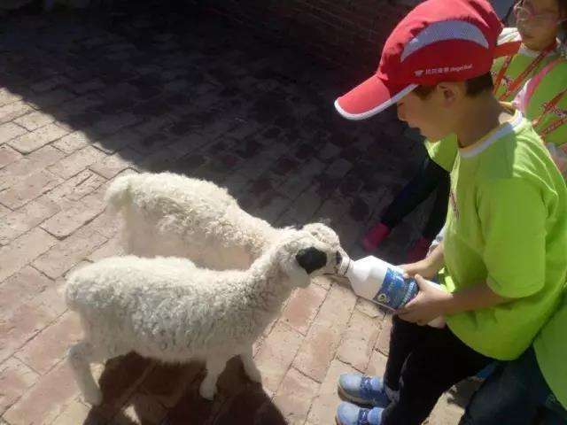 羊羔出生几天补硒(新生羔羊几天给补硒)-硒宝网