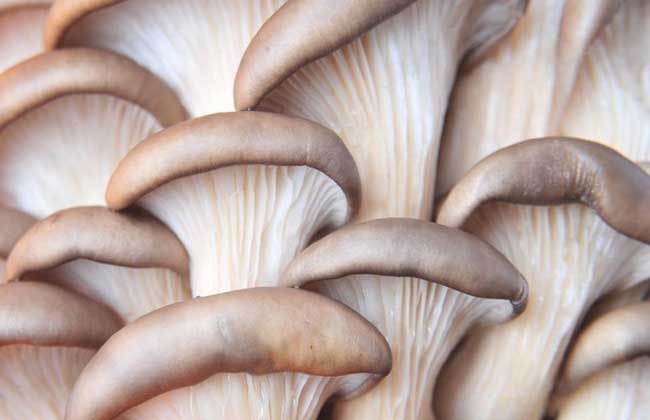 什么坚果补硒最好(坚果富含硒吗)-硒宝网