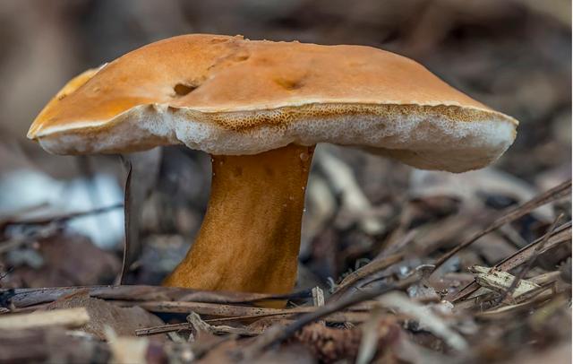 补硒造成血压降低(血压低可以吃硒吗)-硒宝网