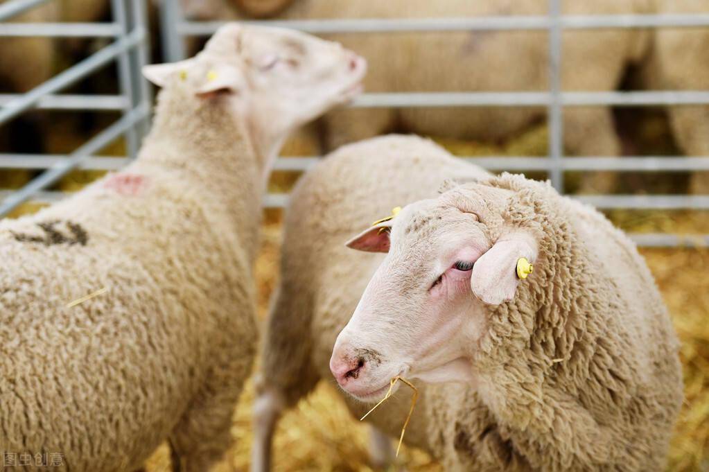 牛羊补硒补钙好吗(牛羊补钙药品有哪些)-硒宝网