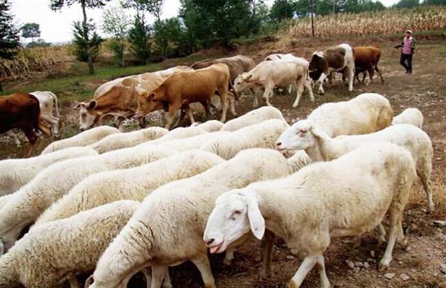 牛羊补硒补钙好吗(牛羊补钙药品有哪些)-硒宝网