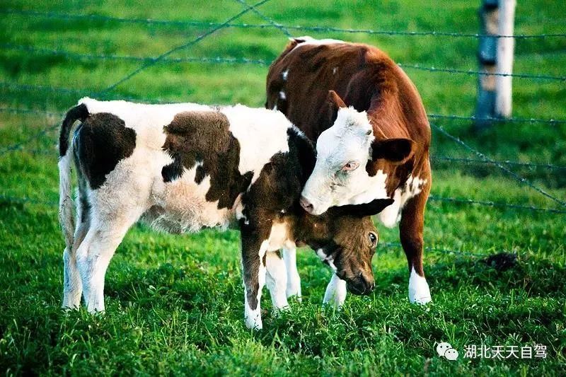 牛羊补硒补钙好吗(牛羊补钙药品有哪些)-硒宝网
