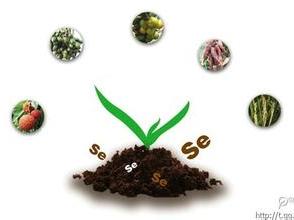 补硒元素需要搭配（补元素搭配需要硒含量吗）-硒宝网