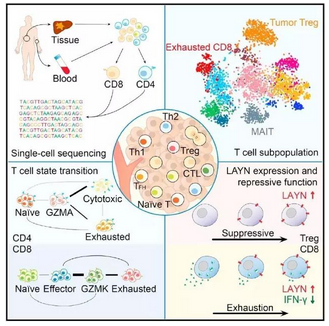 补硒肝炎可以康复(肝病患者补硒)-硒宝网