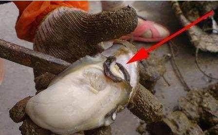 什么食物补硒最多(食疗补硒)-硒宝网