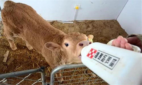 牛犊出生几天补硒(小牛犊补硒打多少毫升)-硒宝网