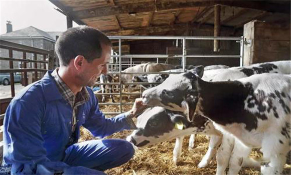 牛犊出生几天补硒(小牛犊补硒打多少毫升)-硒宝网