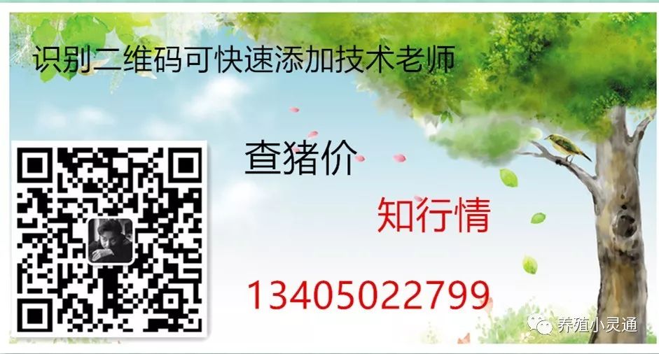 仔猪出生几天补硒（新生仔猪几天补硒）-硒宝网