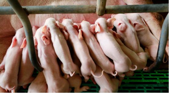 母猪怎么快速补硒（母猪补硒什么时候补最好）-硒宝网