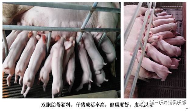 母猪怎么快速补硒（母猪补硒什么时候补最好）-硒宝网