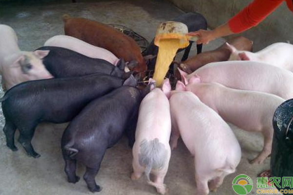母猪怎么快速补硒(母猪补快速硒的作用)-硒宝网