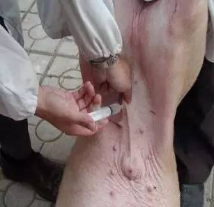 母猪怎么快速补硒(母猪补快速硒的作用)-硒宝网