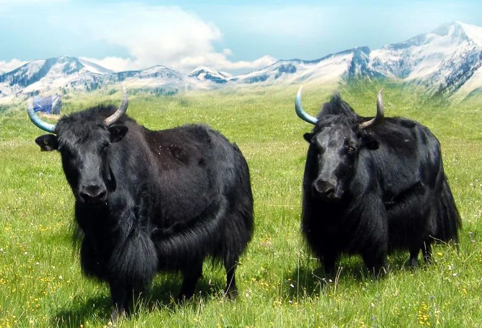 母牛专用补硒饲料（饲料专用补母牛硒的药）-硒宝网