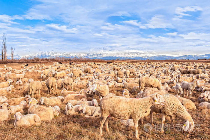 小羊出生几天补硒（刚出生的小羊羔能补钙吗）-硒宝网