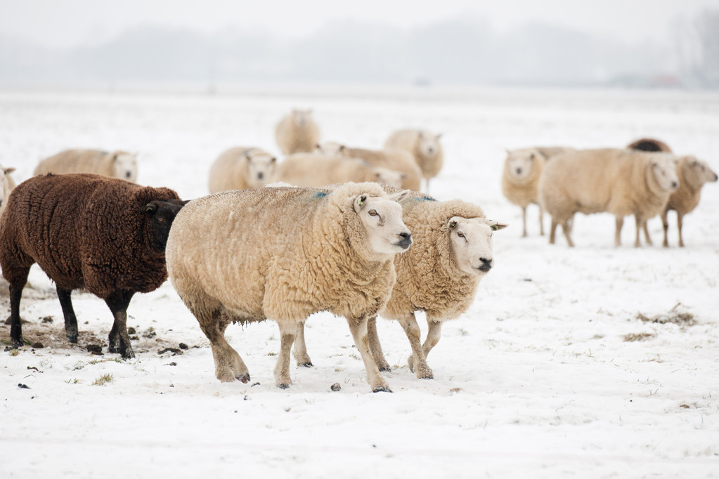 小羊出生几天补硒（刚出生的小羊羔能补钙吗）-硒宝网