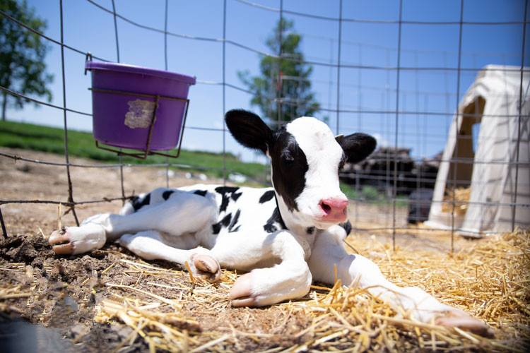 新生犊牛怎么补硒（牛犊补硒过量怎么办）-硒宝网