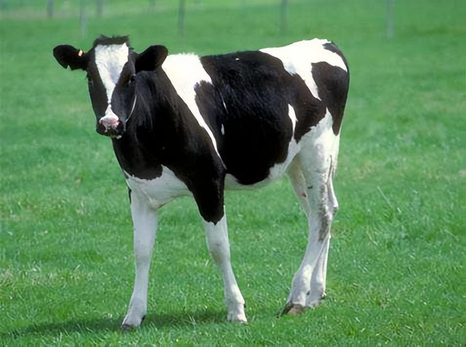 新生犊牛怎么补硒（牛犊补硒过量怎么办）-硒宝网