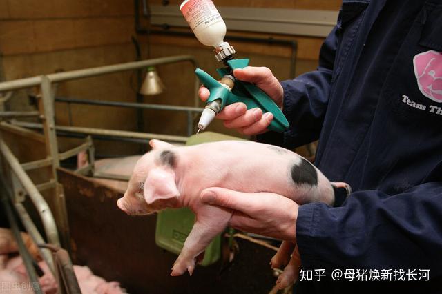 哺乳仔猪补铁补硒(哺乳补仔猪补铁硒的作用)-硒宝网