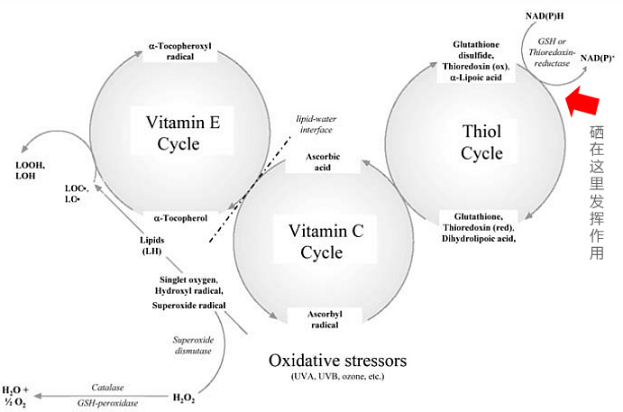 补硒过量有啥症状(过量症状补硒有用吗)-硒宝网