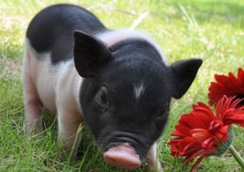 补硒引起眼睛水肿（眼睛水肿是因为肾不好吗）-硒宝网