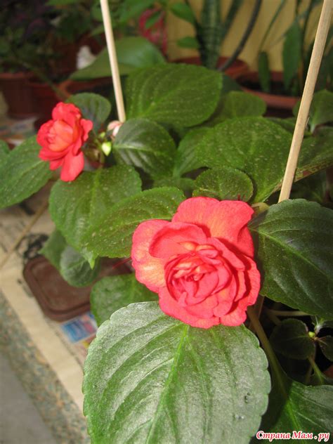 补硒?；す钡囊ㄒ┎构北；の杏寐穑?硒宝网