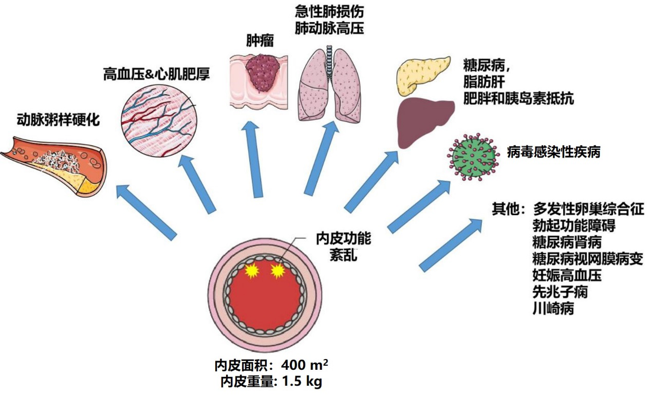 心跳快可以补硒吗（心跳补硒可以喝酒吗）-硒宝网