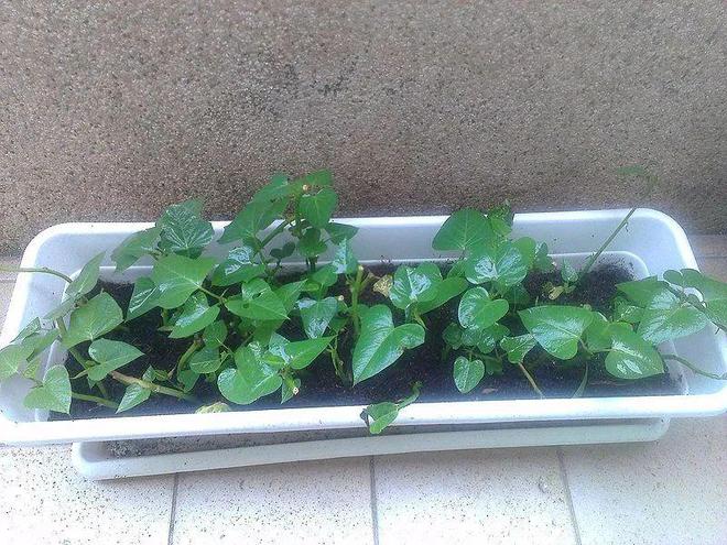 哪种菜是补硒食物（补种菜食物硒是多少）-硒宝网