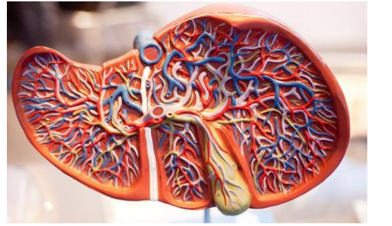 啥水果补维硒最好（硒对水果的作用）-硒宝网