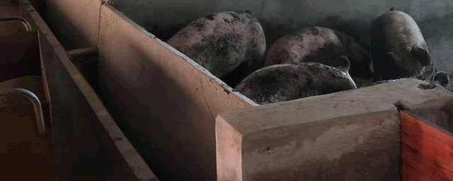 出生仔猪几天补硒(新生仔猪几天补硒)-硒宝网