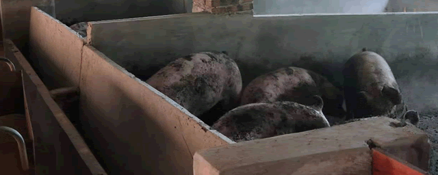 出生仔猪几天补硒(新生仔猪几天补硒)-硒宝网